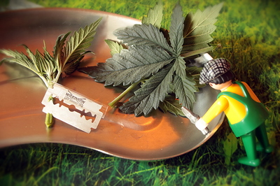 Growreport Bild 8