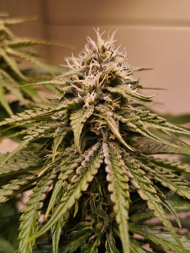 Growreport Bild 27