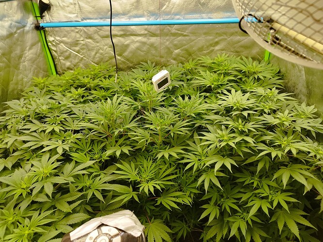 Growreport Bild 1
