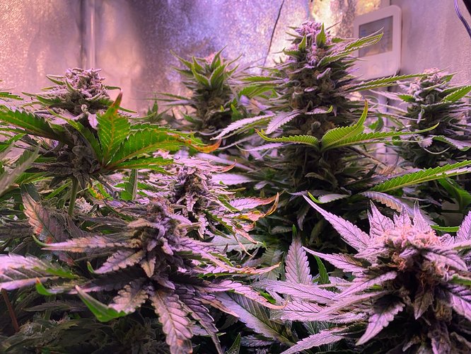 Growreport Bild 16