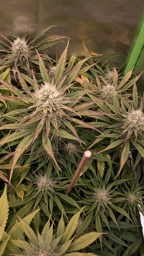 Growreport Bild 5