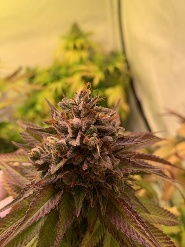 Growreport Bild 8