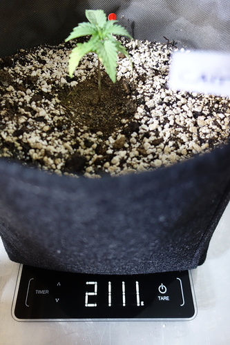 Ein junger Cannabis-Sämling in einem schwarzen Stofftopf, der auf einer digitalen Waage steht, die 2111g anzeigt.