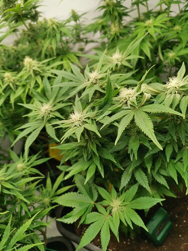 Growreport Bild 8