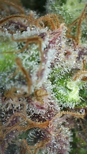 Growreport Bild 42