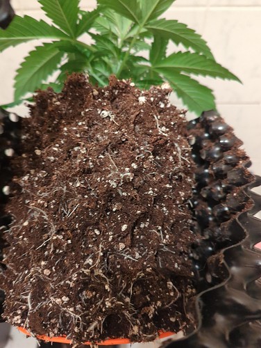 sensiskunk_wt10_wurzeln