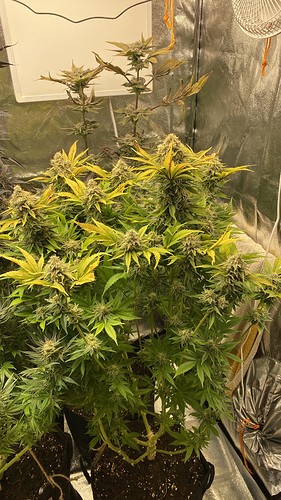 Growreport Bild 29