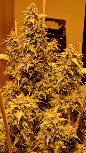 Growreport Bild 3