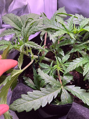 Growreport Bild 11