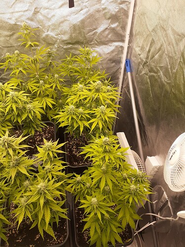 Growreport Bild 3