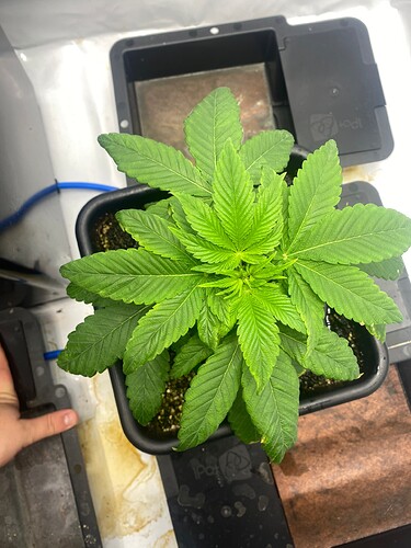 Growreport Bild 9