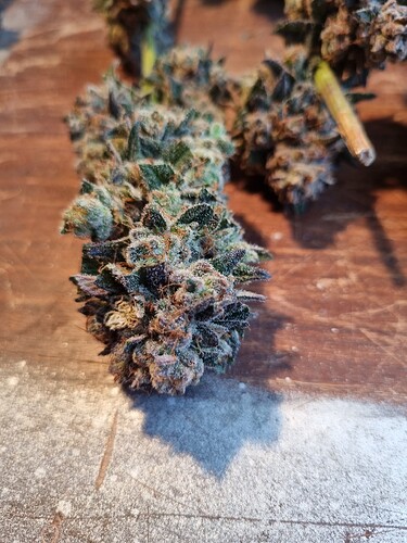 Growreport Bild 32