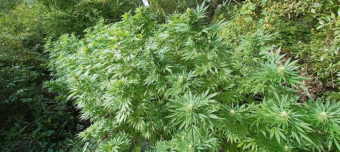 Growreport Bild 2