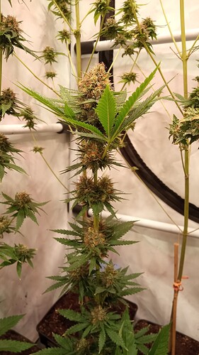 Growreport Bild 30