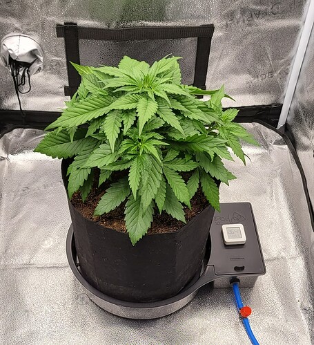 Growreport Bild 2