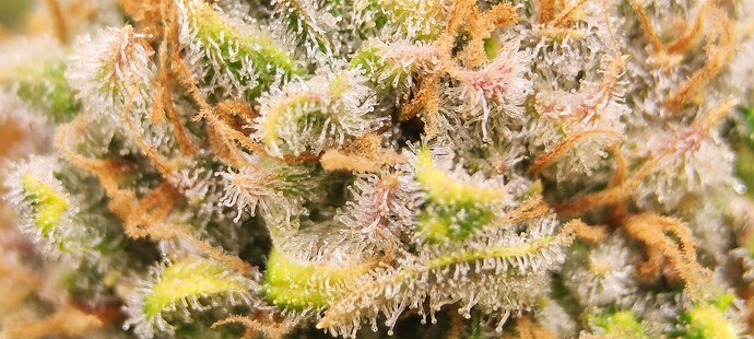 Growreport Bild 30