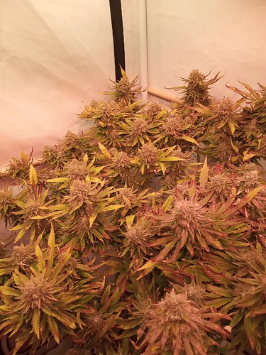 Growreport Bild 25
