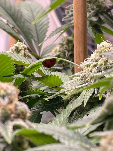 Growreport Bild 5