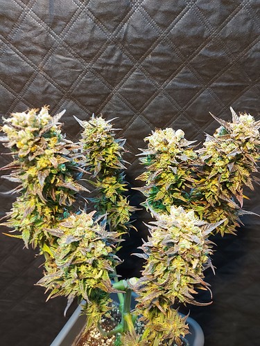 Growreport Bild 10