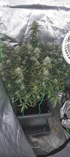 Growreport Bild 27