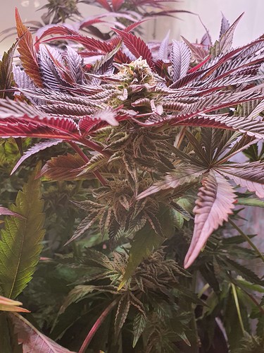 Growreport Bild 3