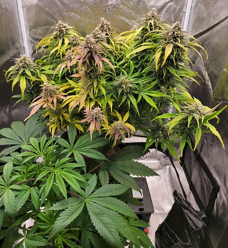 Growreport Bild 2