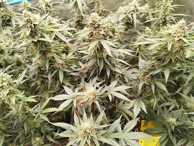 Growreport Bild 7