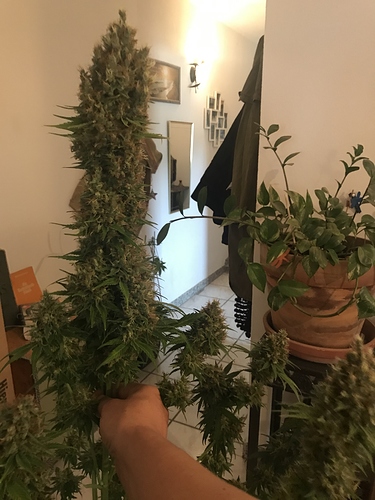 Growreport Bild 36