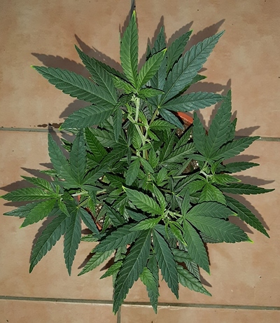Growreport Bild 9