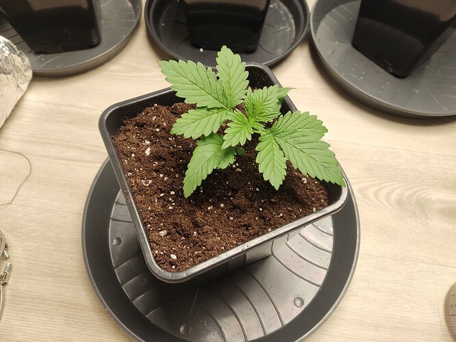 Growreport Bild 18