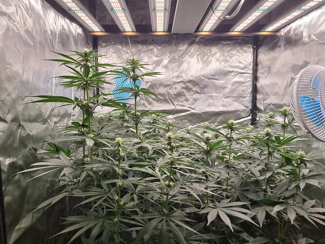 Growreport Bild 25