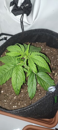 Growreport Bild 7