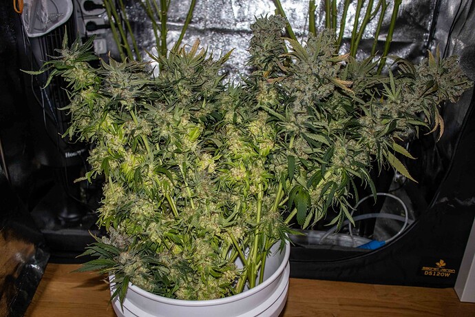 Growreport Bild 29