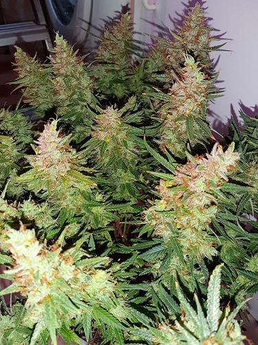 Growreport Bild 6