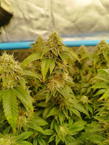 Growreport Bild 3