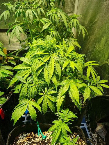Growreport Bild 10