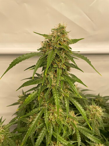 Growreport Bild 5