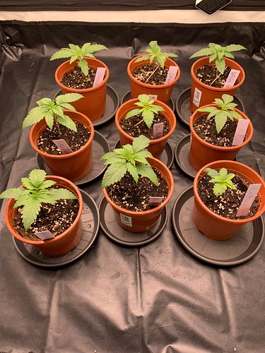 Growreport Bild 2