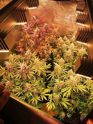 Growreport Bild 2
