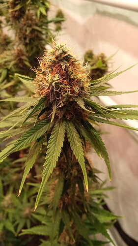 Growreport Bild 34