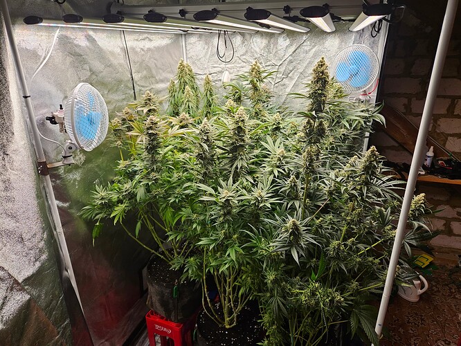 Growreport Bild 35