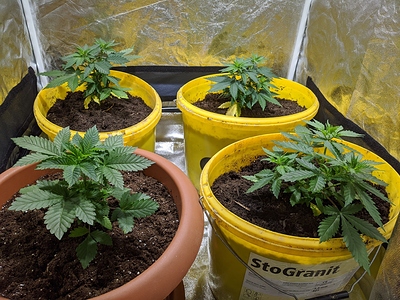Growreport Bild 5