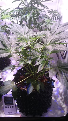 Growreport Bild 2