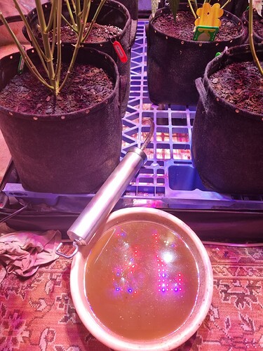 Growreport Bild 37