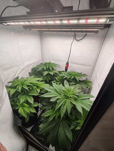 Growreport Bild 8