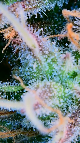 Growreport Bild 19