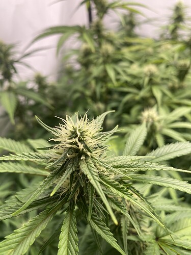 Growreport Bild 1