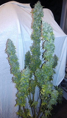 Growreport Bild 5