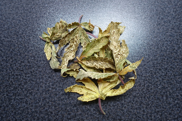Growreport Bild 7
