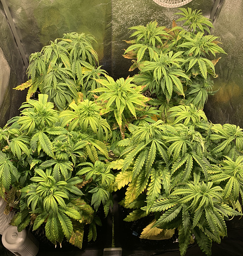 Growreport Bild 1